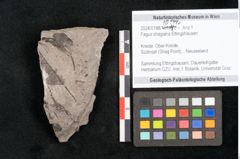 Foto (Detailansicht) von Fagus shagiana Ettingshausen (NHMW-GEO-2024-0188-10144c)